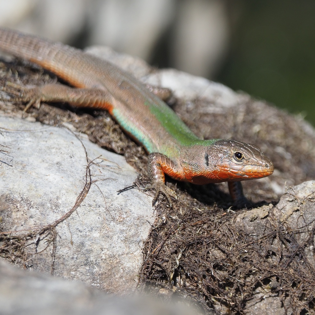Dalmatian Wall Lizard