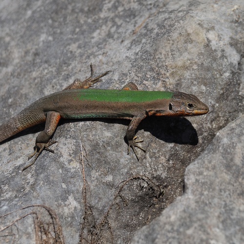 Dalmatian Wall Lizard, photo 2 of 10