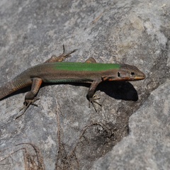 Dalmatian Wall Lizard photo 2