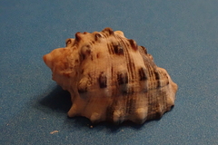 Plicopurpura patula