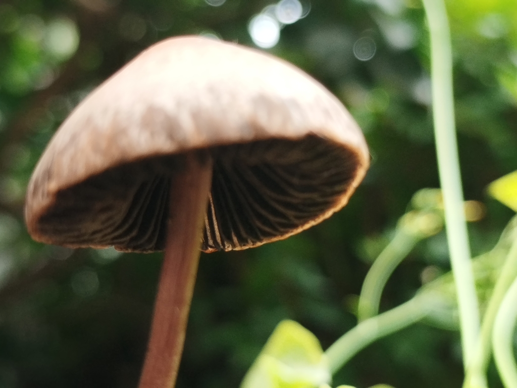 Panaeolus cinctulus · May 2025 · photo: © harosa_sar (iNaturalist, cc0)