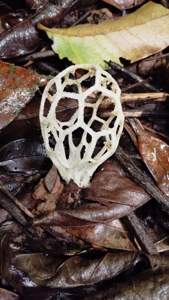 Clathrus chrysomycelinus · January 2025 · photo: © jonathan_ehlert (iNaturalist, cc-by-nc)