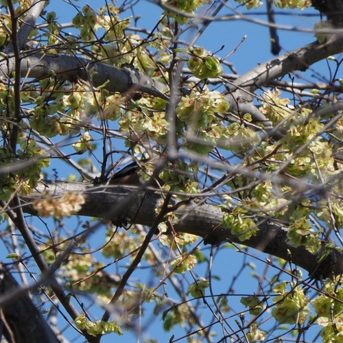 Batokljun (Coccothraustes coccothraustes)
