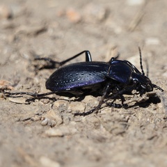 Carabus catenulatus