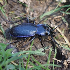 Carabus catenulatus