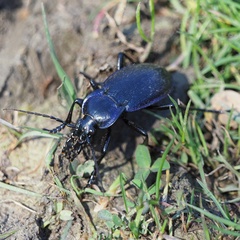 Carabus catenulatus