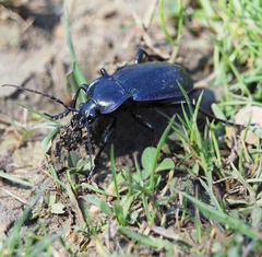 Carabus catenulatus