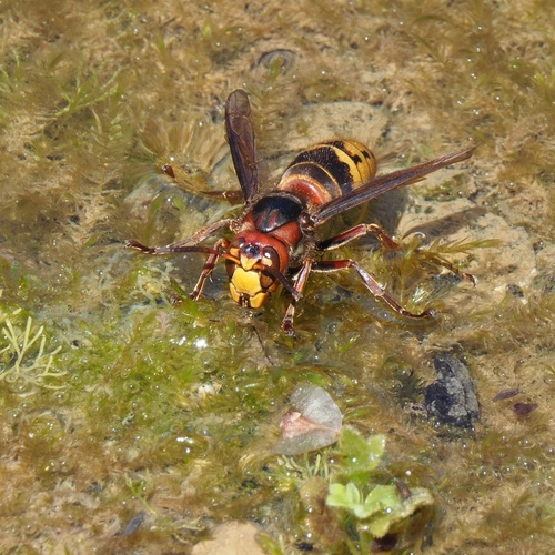 Europski stršljen (Vespa crabro)