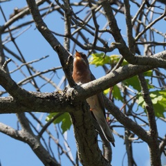 Curruca cantillans albistriata