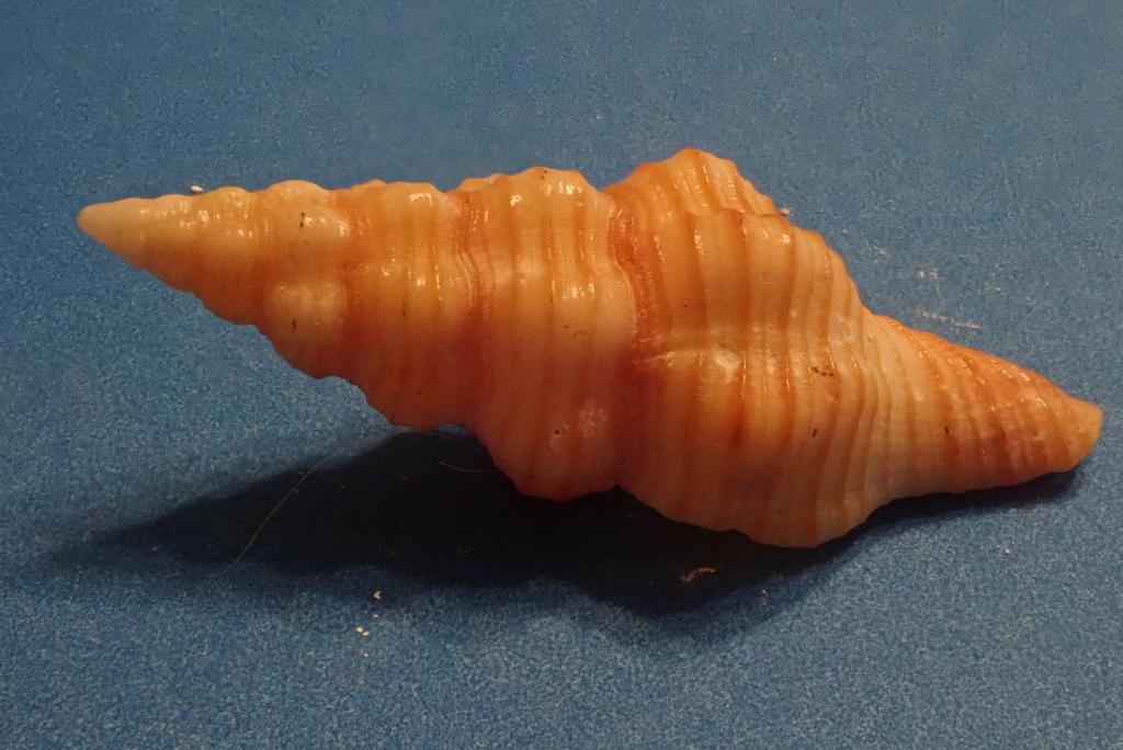 Polygona