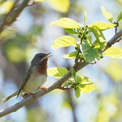 Curruca cantillans albistriata