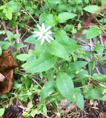 Stellaria pubera