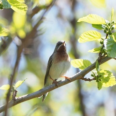 Curruca cantillans albistriata