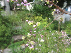 Thalictrum rochebruneanum