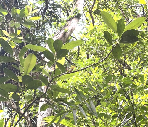 Syzygium densinervium