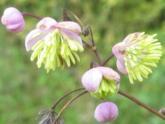 Thalictrum rochebruneanum