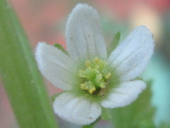 Schizopepon bryoniifolius