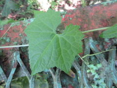 Schizopepon bryoniifolius