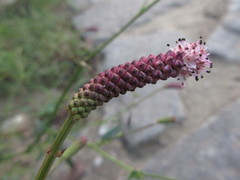 Sanguisorba tenuifolia