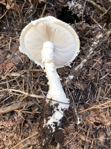 Pinecone Amanita