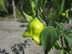 Capsicum baccatum pendulum