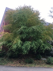 Cercidiphyllum japonicum