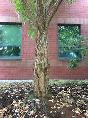 Cercidiphyllum japonicum