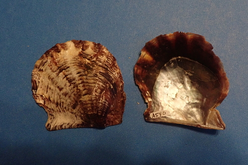 Atlantic Pearl Oyster