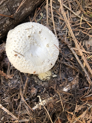 Pinecone Amanita