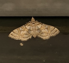 Pseudopyrausta santatalis