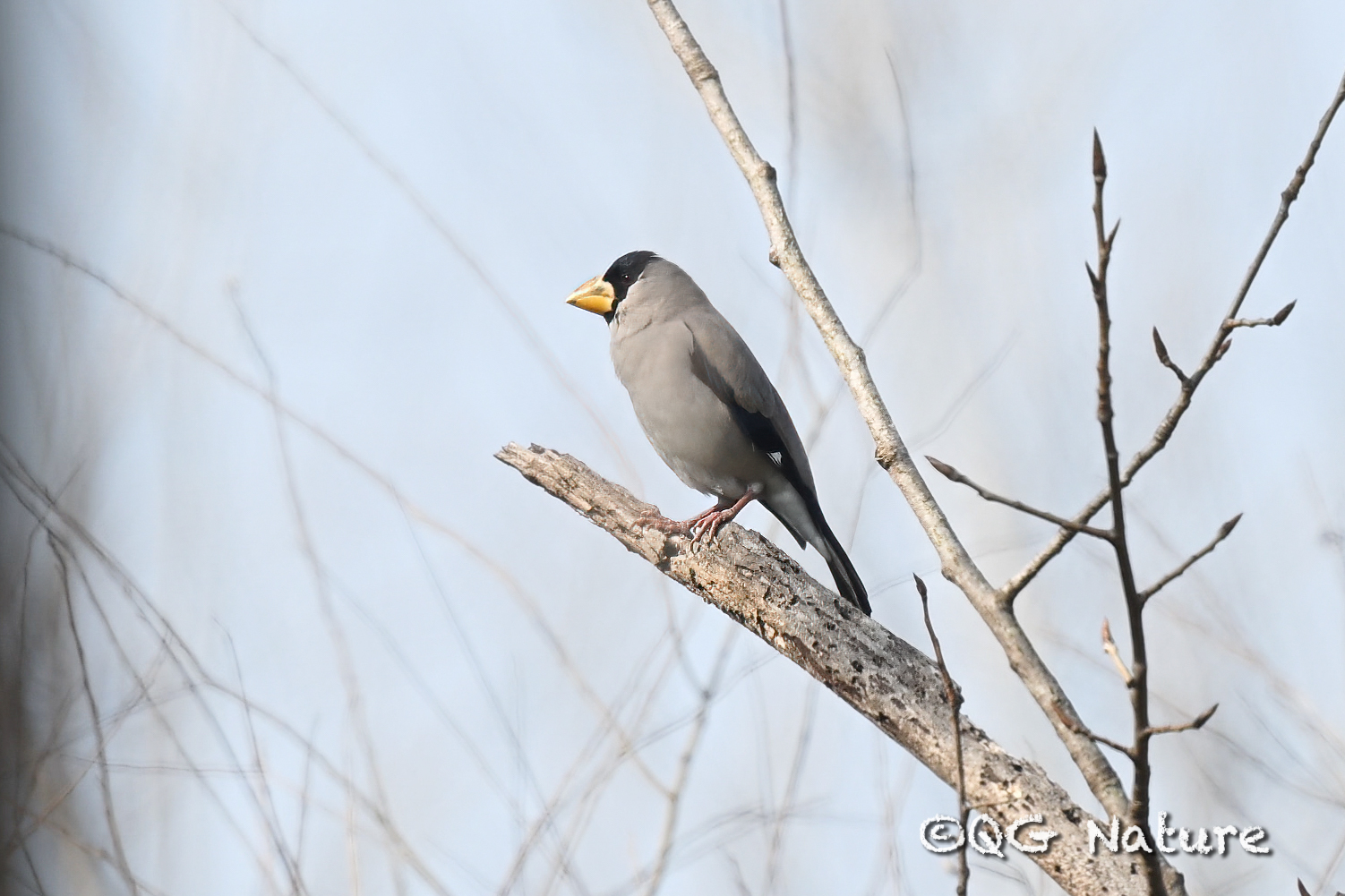 Japanese Grosbeak