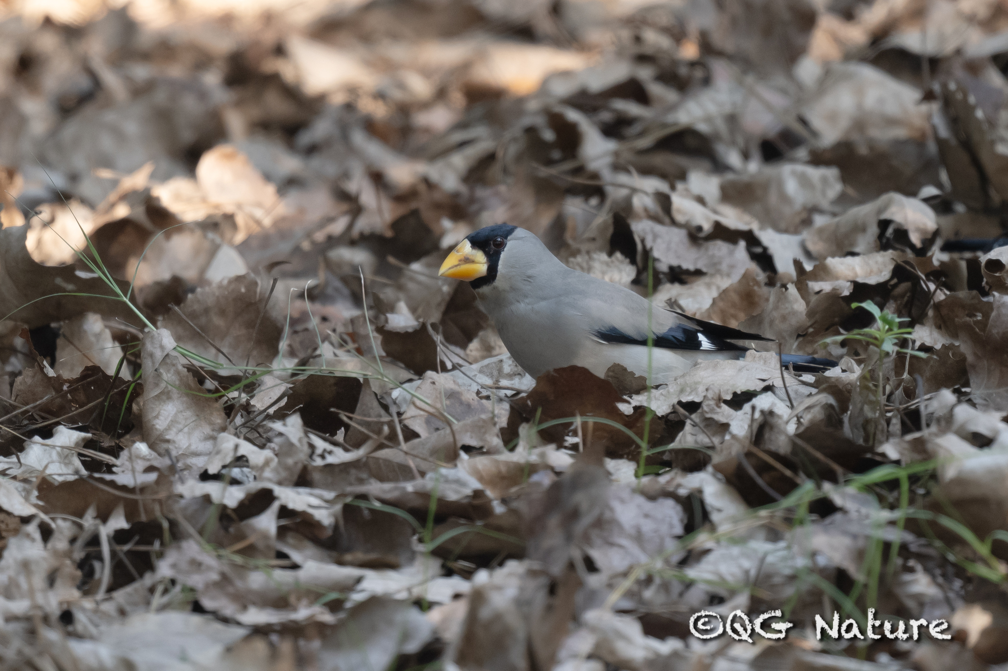 Japanese Grosbeak