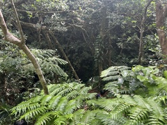 Cyathea fenicis (Alsophila fenicis)