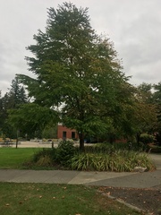 Cercidiphyllum japonicum