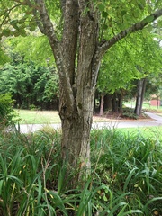 Cercidiphyllum japonicum