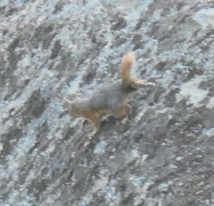 Caucasian Squirrel
