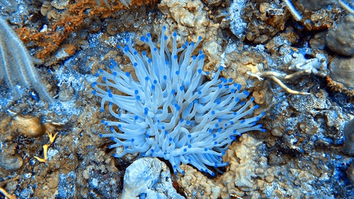 Photo of Giant Caribbean anemone (Condylactis gigantea)