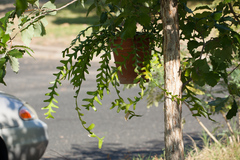 Selenicereus anthonyanus