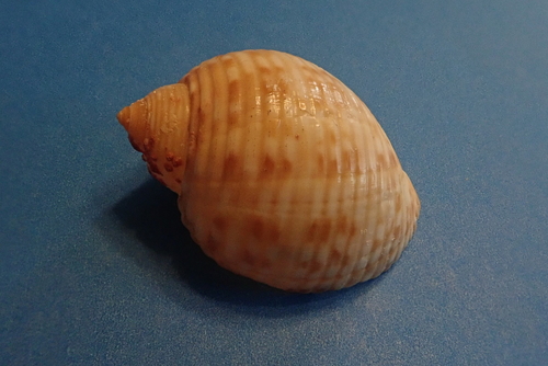 Atlantic Partridge Tun Snail