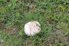 Calvatia gigantea