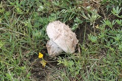Calvatia gigantea