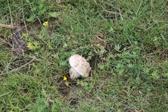 Calvatia gigantea