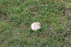 Calvatia gigantea