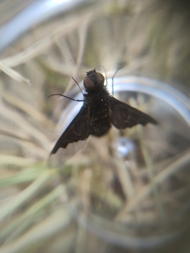 Black Banded Bee Fly, 6525 ED Nijmegen, Netherlands, photo 7 of 10