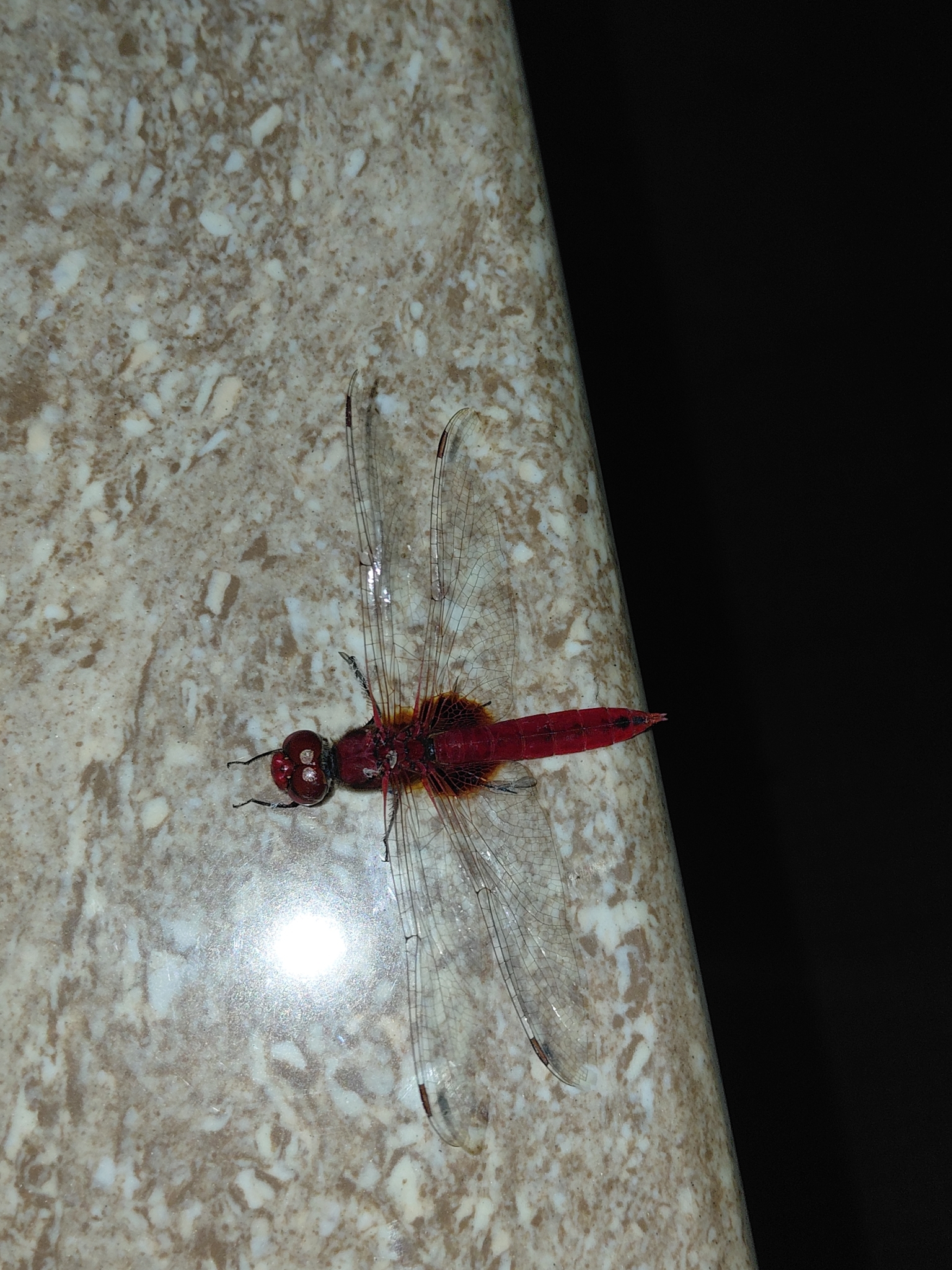 Greater Crimson Glider