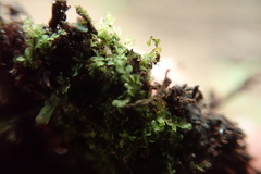 Chiloscyphus polyanthos