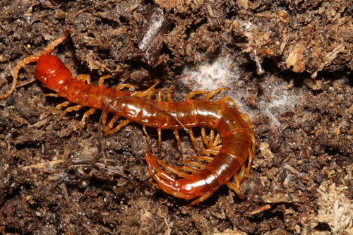 Chilopoda