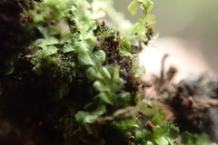 Chiloscyphus polyanthos