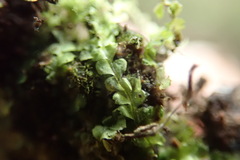 Chiloscyphus polyanthos