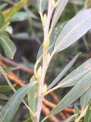 Salix lemmonii
